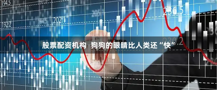股票配资机构  狗狗的眼睛比人类还“快”